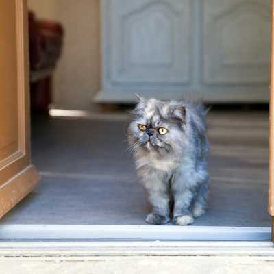 Grey and white Himalayan cat standing at an open front door 