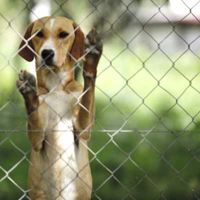 tan and white hound mix dog standing on its hind legs and looking through a chain link fence
