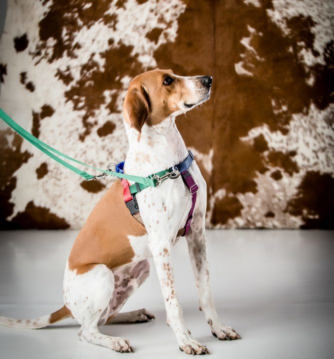 Tan and white hound mix facing the right wearing a harness and double leash