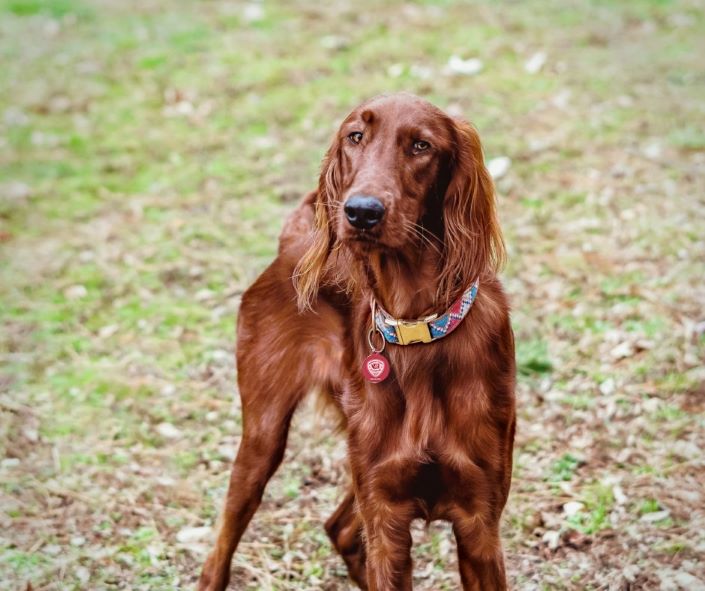 Irish Setter alone in a field wearing a PetHub digital ID tag