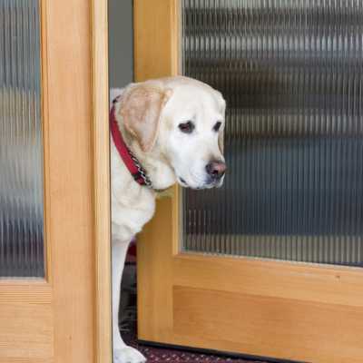 Yellow lab with its head out a crack in a front door, wearing a red collar