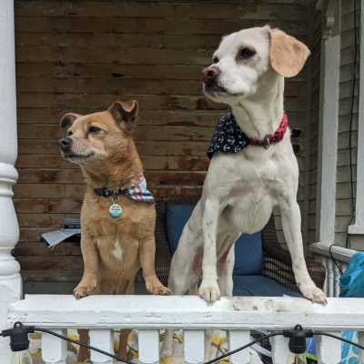 Two dogs standing on their back paws and looking towards a yard, one a dark tan and the other a lighter tan, wearing collars and one wearing a PetHub tag