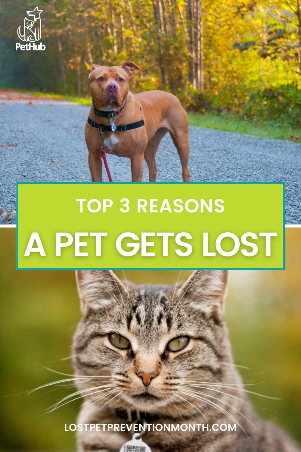 pinterest sized image with a red pitbull type dog standing outside with a collar and PetHub tag on and a tan and grey tabbie cat as the lower image sitting outside and looking at the camera.