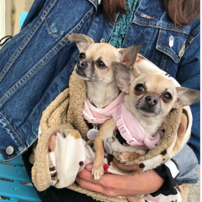 two tan chihuahua dogs wearing collars and pethub tags