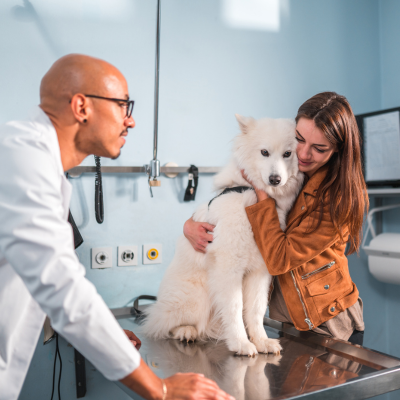 Young male veterinarian with a Samoyed on a veterinary exam table next to a female pet owner