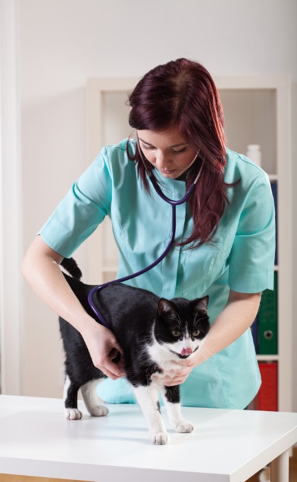 Young veterinarian giving a black and white cat a checkup