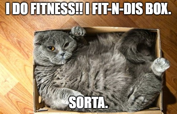 Meme of a chunky grey cat trying to fit in a small box