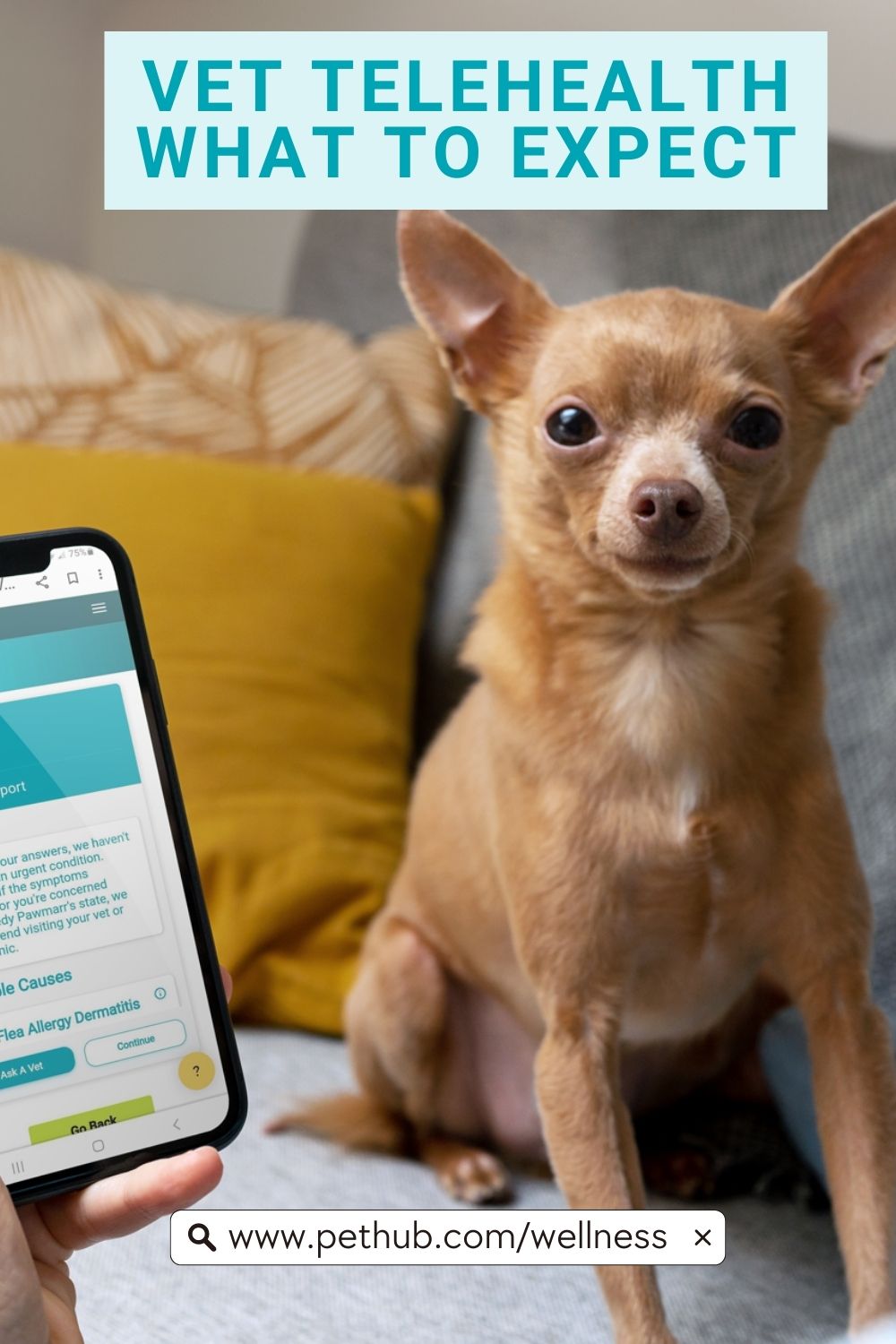 small tan dog looking at screen while the pet parent holds a smart phone that has a telehealth veterinarian shown