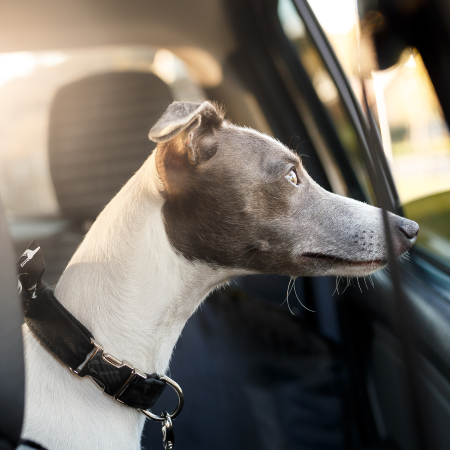 whippet dog sitting in the car and looking out the window