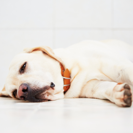 yellow lab laying on the floor looking sad