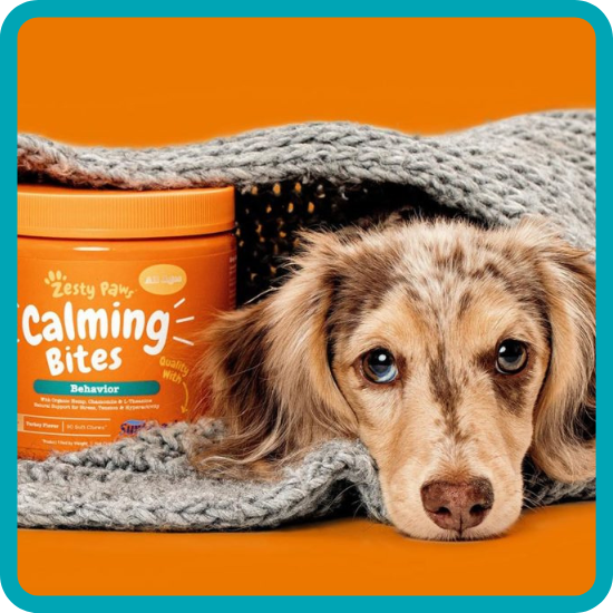 packaging of Zesty Paws Calming Chews plus a dachshund laying under a grey blanket